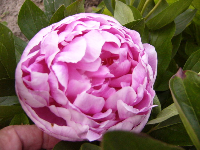 P1280082