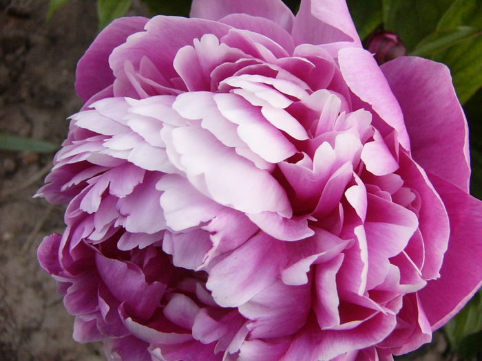 Paeonia Jadviga
