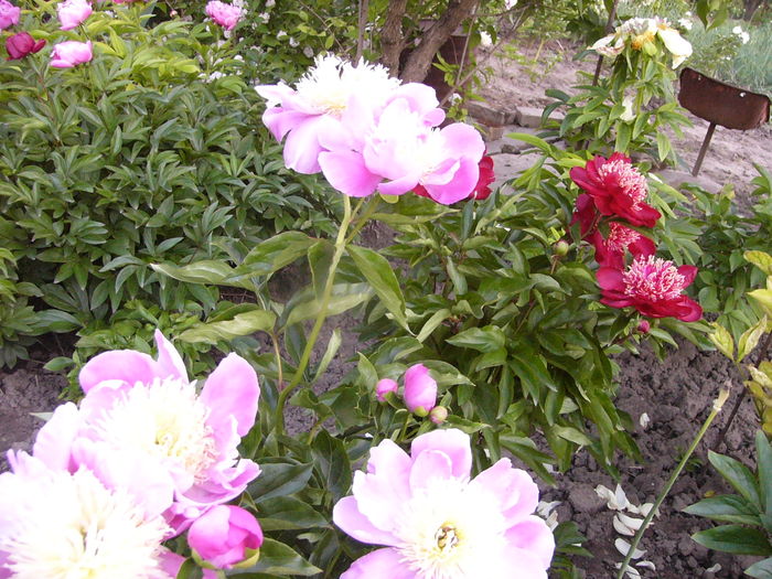 Paeonia Largo