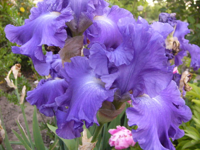Iris Memphis Blues