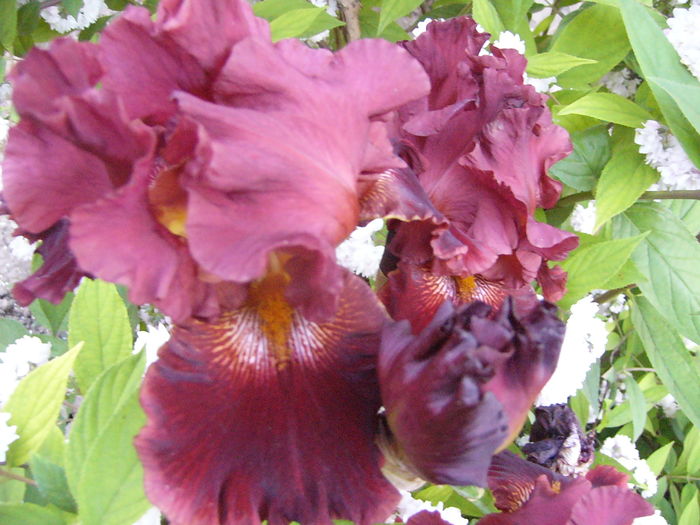 Iris Play with fire