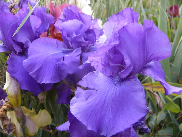 Iris Michael Paul