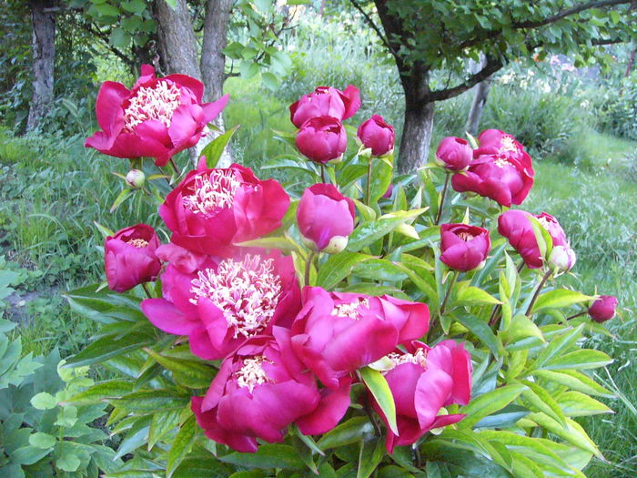 Paeonia Nipon Beauty