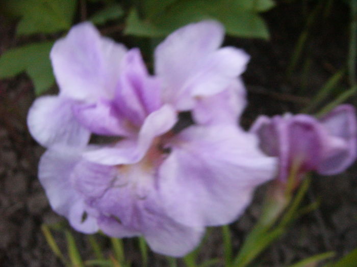 P1280134 - ANUL 2016 FLORI V