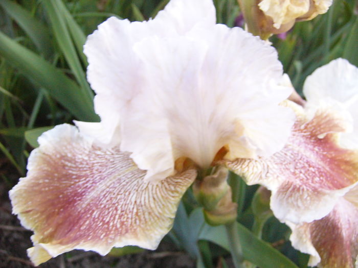 P1280137 - ANUL 2016 FLORI V