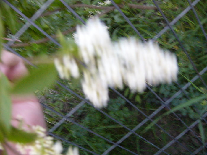 P1280140 - ANUL 2016 FLORI V