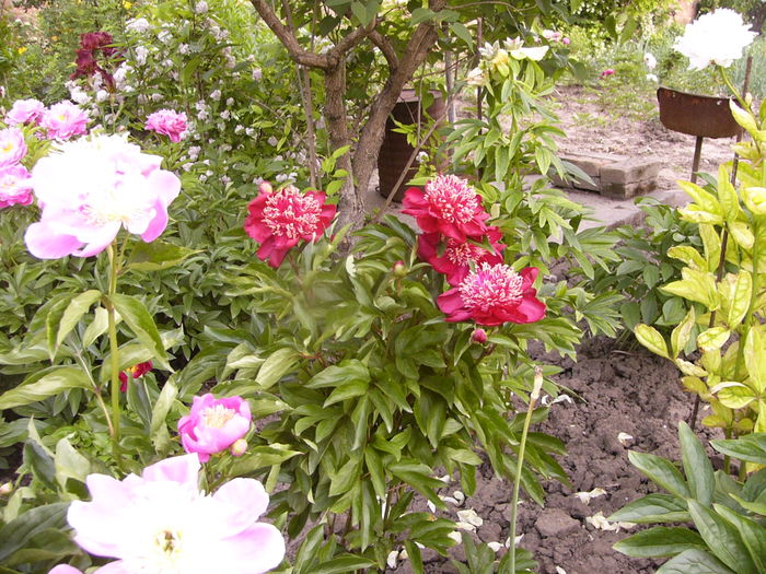 P1280143 - ANUL 2016 FLORI V