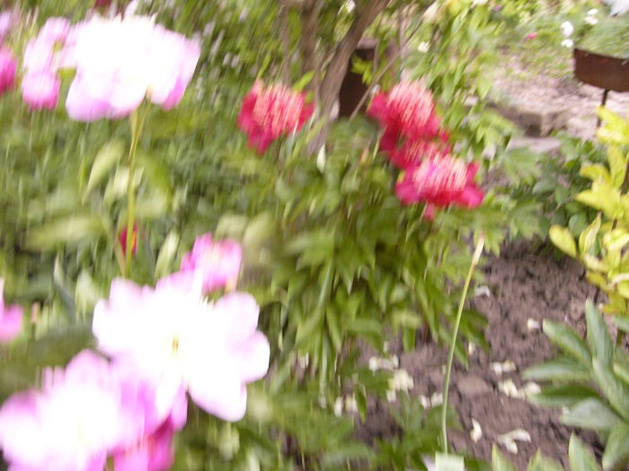 P1280144 - ANUL 2016 FLORI V