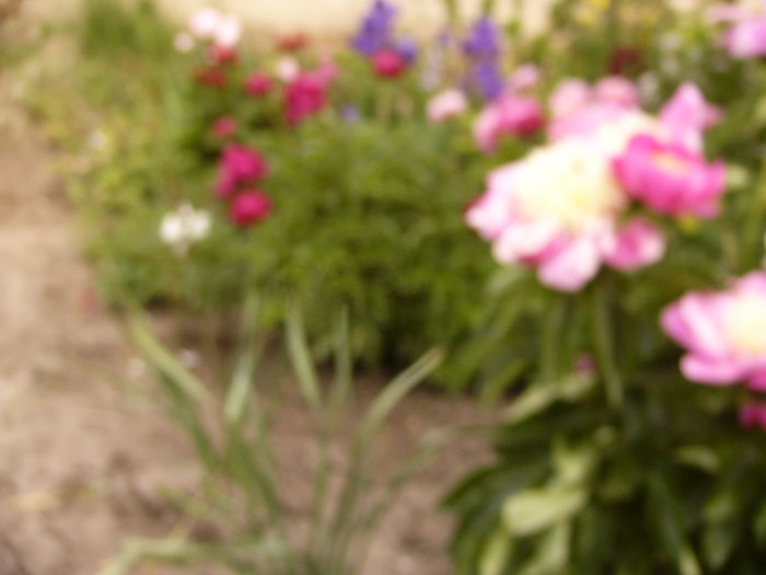 P1280148 - ANUL 2016 FLORI V