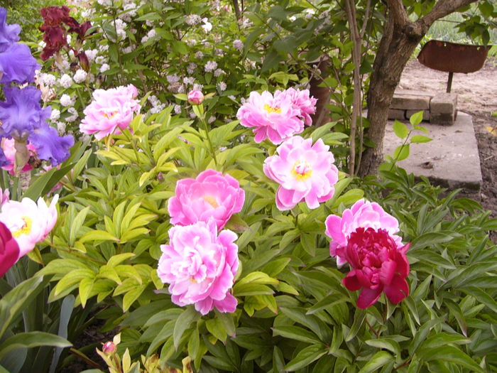 P1280150 - ANUL 2016 FLORI V