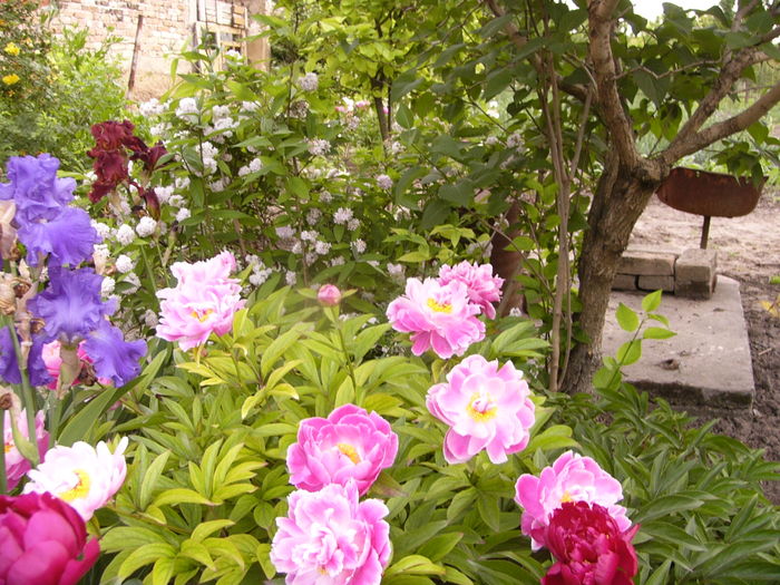 P1280151 - ANUL 2016 FLORI V