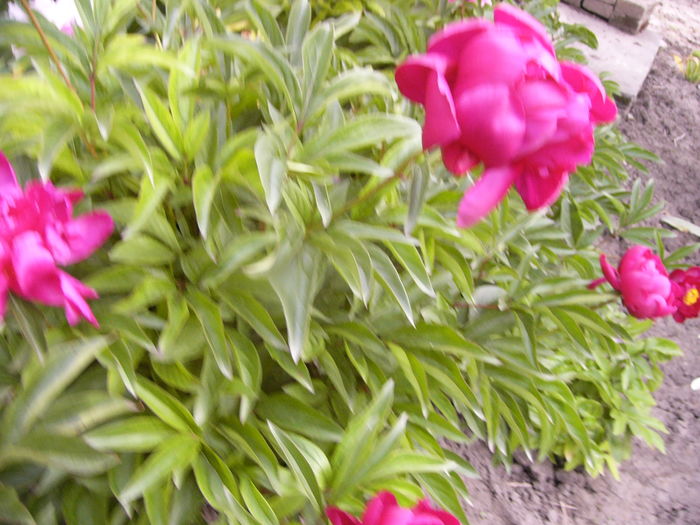 P1280153 - ANUL 2016 FLORI V