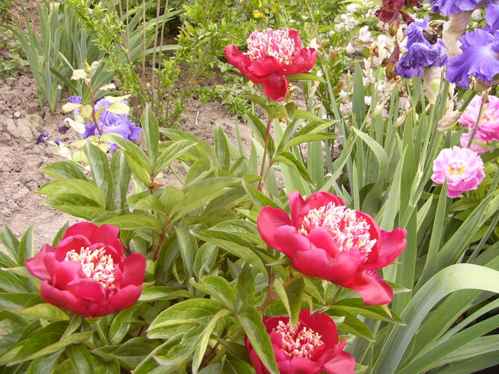 Paeonia Charles Burgers - ANUL 2016 FLORI V