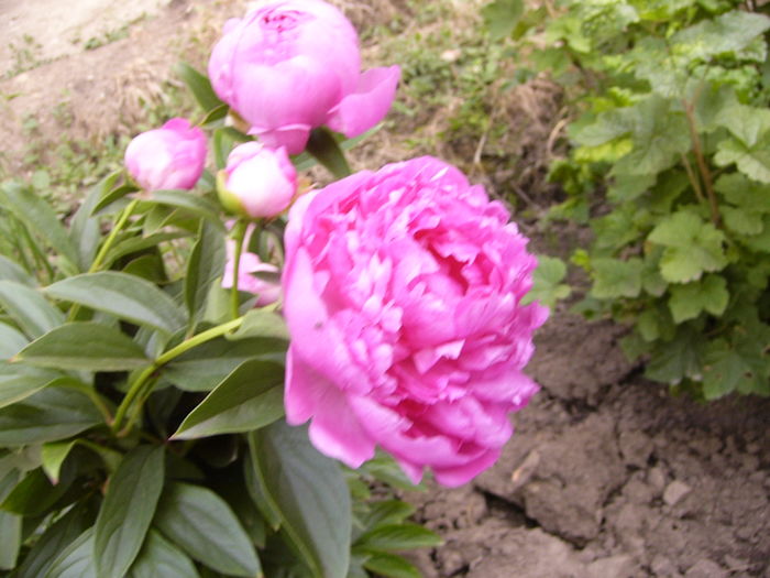 P1280159 - ANUL 2016 FLORI V