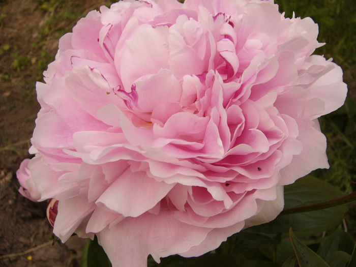 P1280165 - ANUL 2016 FLORI V