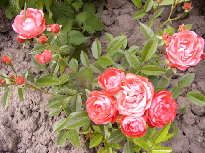 Ros Morsdag orange - ANUL 2016 FLORI V