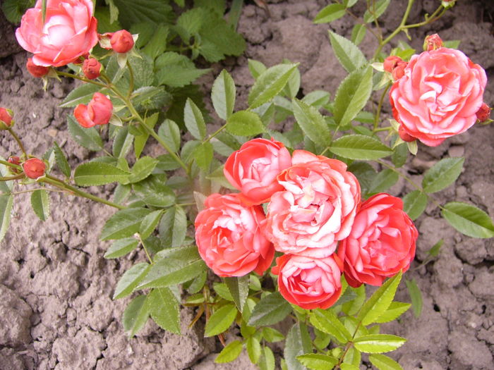 P1280168 - ANUL 2016 FLORI V