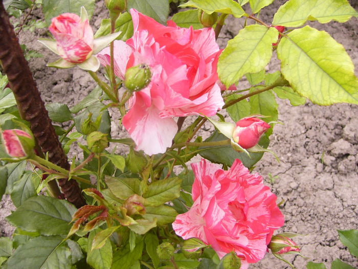 Rosa Grimaldi - ANUL 2016 FLORI V