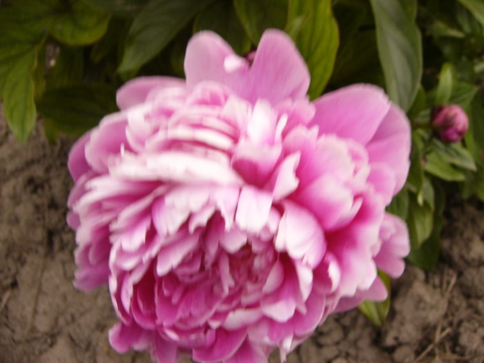 P1280174 - ANUL 2016 FLORI V