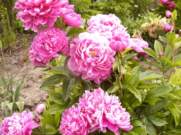 P1280176 - ANUL 2016 FLORI V