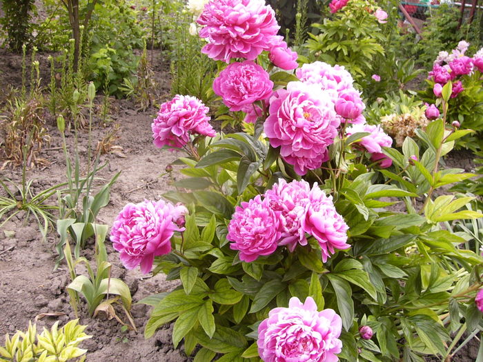 P1280177 - ANUL 2016 FLORI V