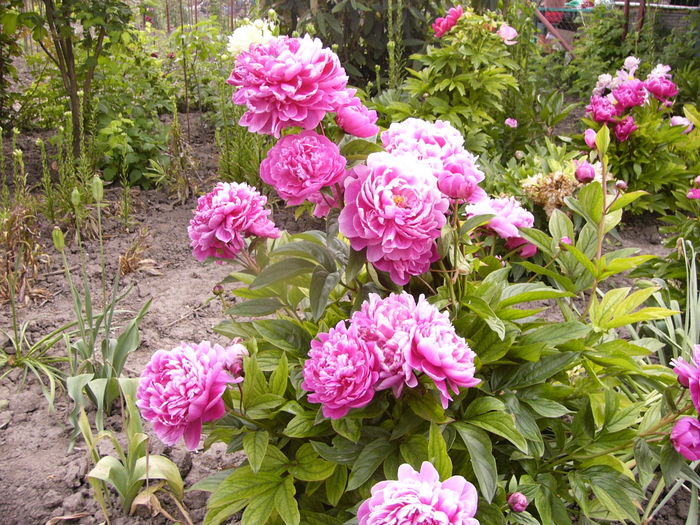 P1280179 - ANUL 2016 FLORI V