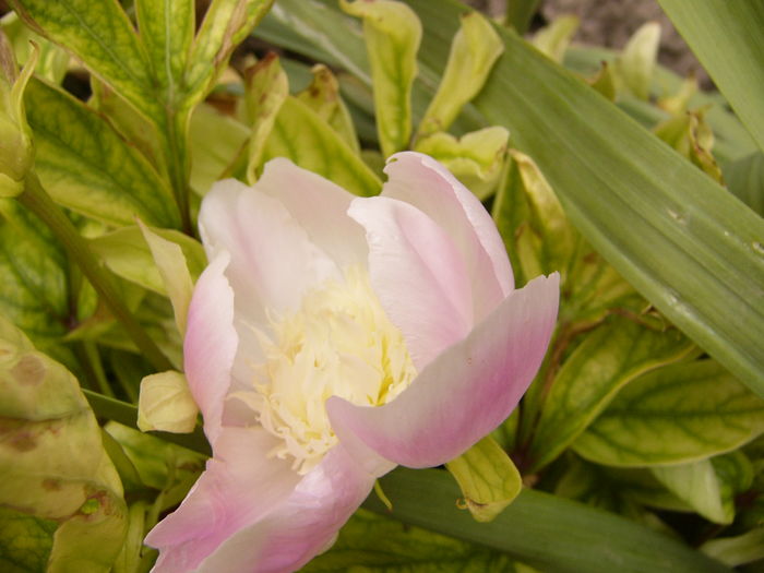 Paeonia Bowl of Beauty - ANUL 2016 FLORI V