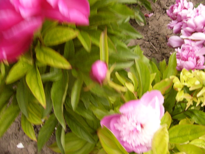 P1280184 - ANUL 2016 FLORI V