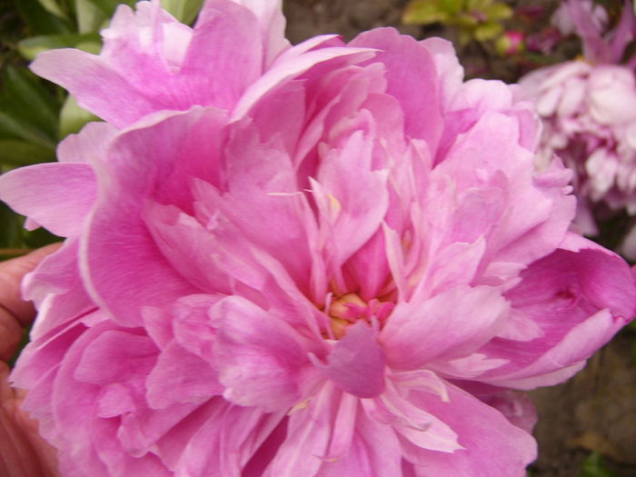 P1280185 - ANUL 2016 FLORI V