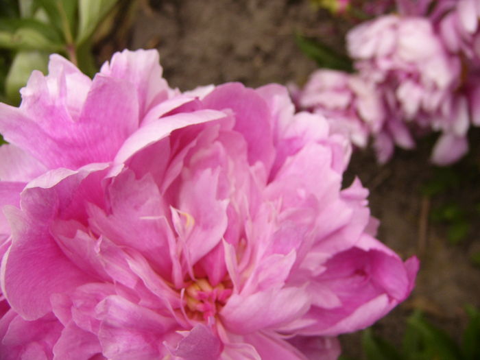 P1280186 - ANUL 2016 FLORI V