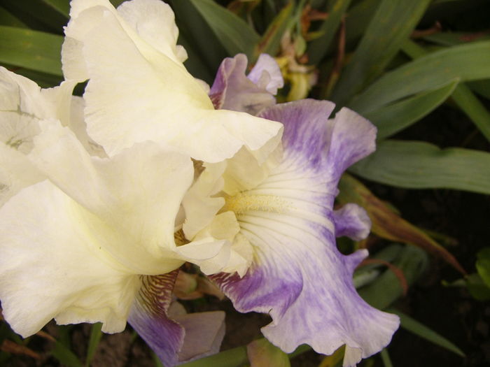 Iris Sea Kist - ANUL 2016 FLORI V