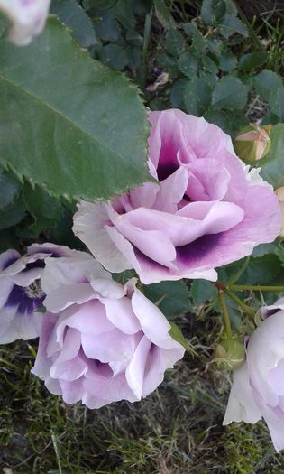 273 - Trandafiri 2016