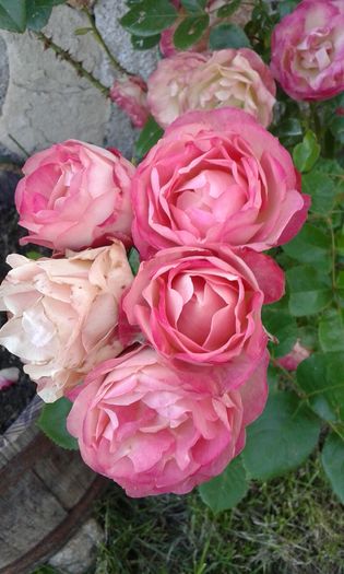 270 - Trandafiri 2016