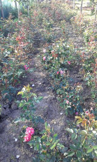 261 - Trandafiri 2016