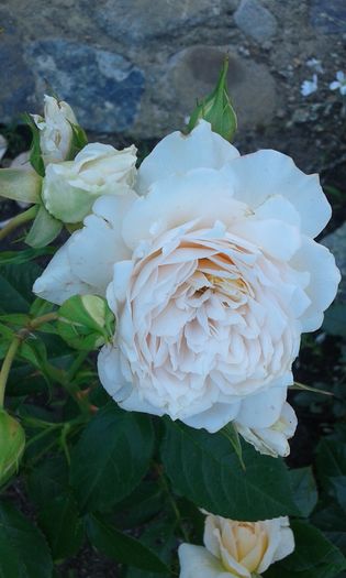 259 - Trandafiri 2016