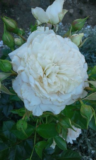 257 - Trandafiri 2016