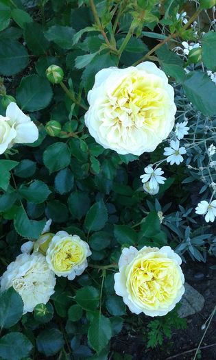 248 - Trandafiri 2016