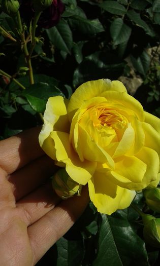 066