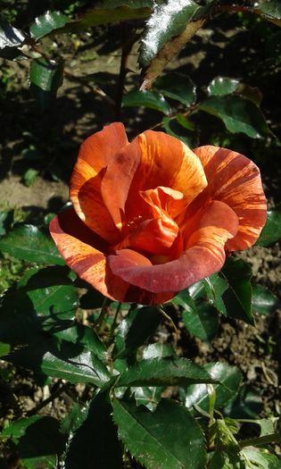 051