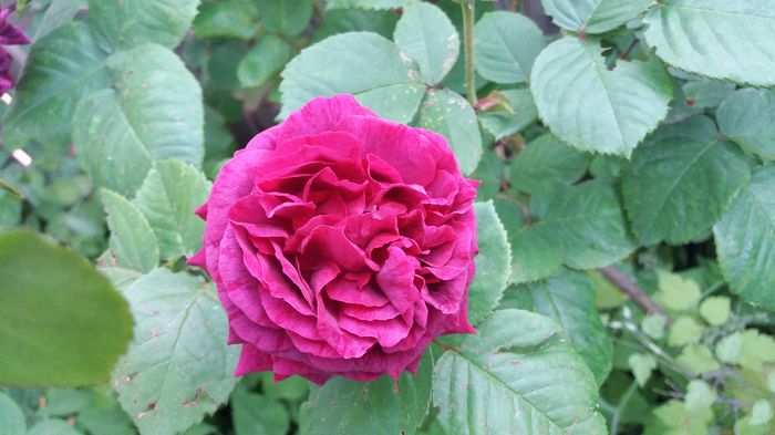 20160523_191024 - United colors of Roses