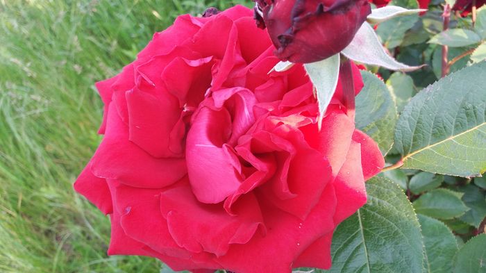 20160523_191052 - United colors of Roses