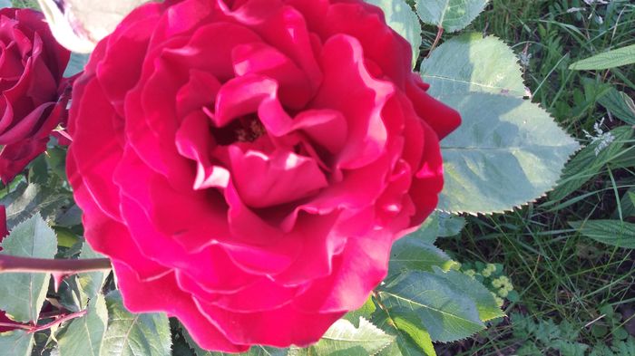 20160523_191059 - United colors of Roses