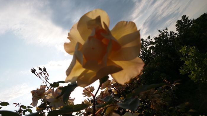 20160523_191104 - United colors of Roses