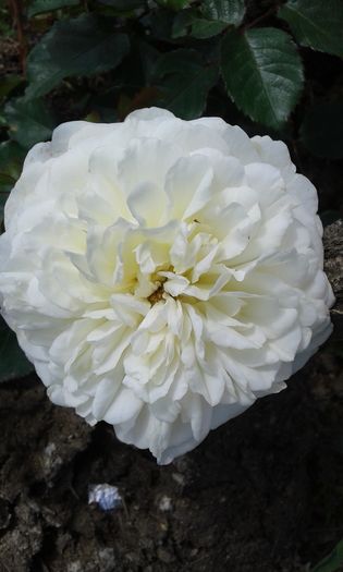 098