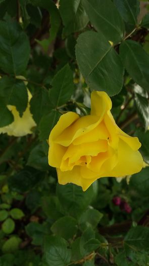 20160523_191110 - United colors of Roses
