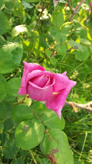 20160523_191121 - United colors of Roses