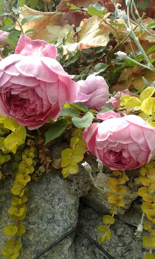 079
