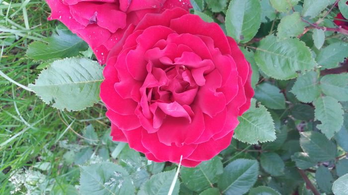 20160523_191157 - United colors of Roses