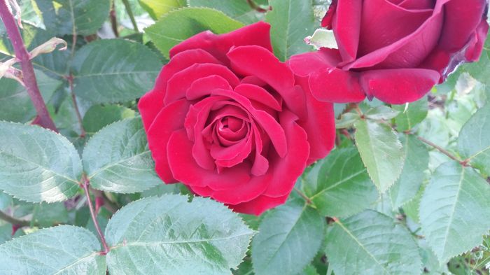 20160523_191200 - United colors of Roses