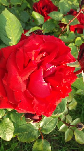 20160523_191206 - United colors of Roses